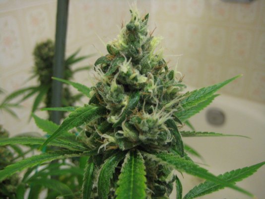 Hortilab "SourAmnesia" Paulycali "Rumble in the Jungle"