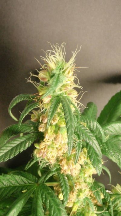 Super Stardawg Hermaphrodite!