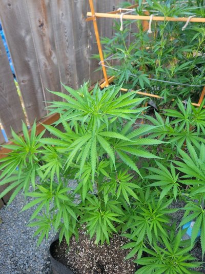 what-sex-is-this-plant-4.jpg