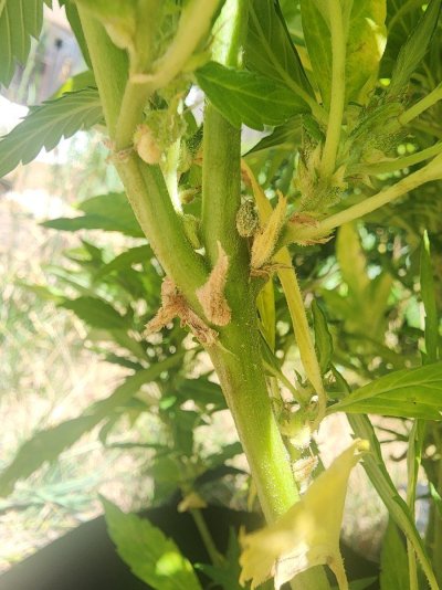 Help! Issues with my plant