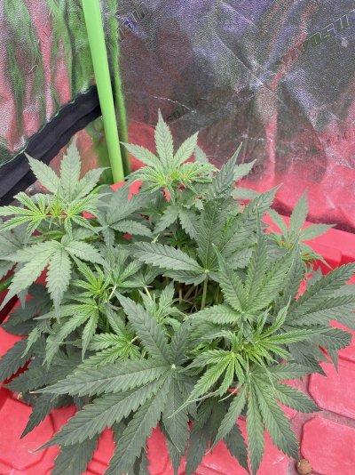 northern-lights-auto-plant-mutation.jpg