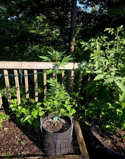 Let's see your 2024 outdoor grow!!