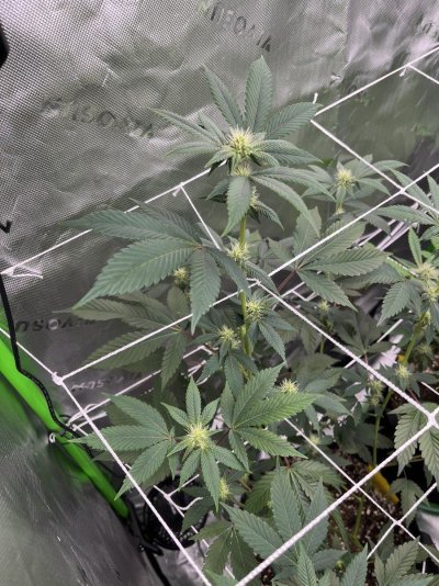 how-healthy-do-my-plants-look-2.jpeg