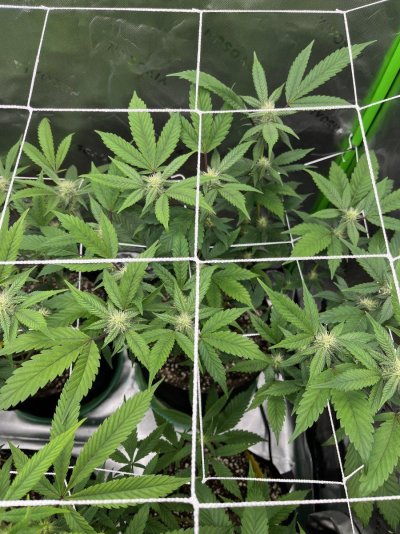 how-healthy-do-my-plants-look-3.jpeg