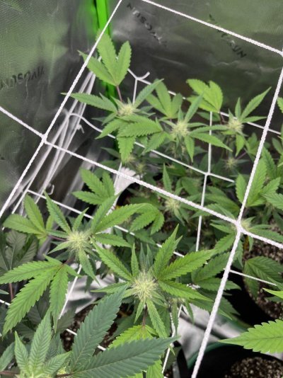 how-healthy-do-my-plants-look-4.jpeg