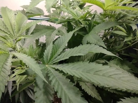 Hey there, friends. New grower here, looking for help.