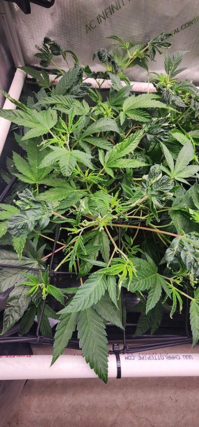 Plant 1 (Zittles).jpg