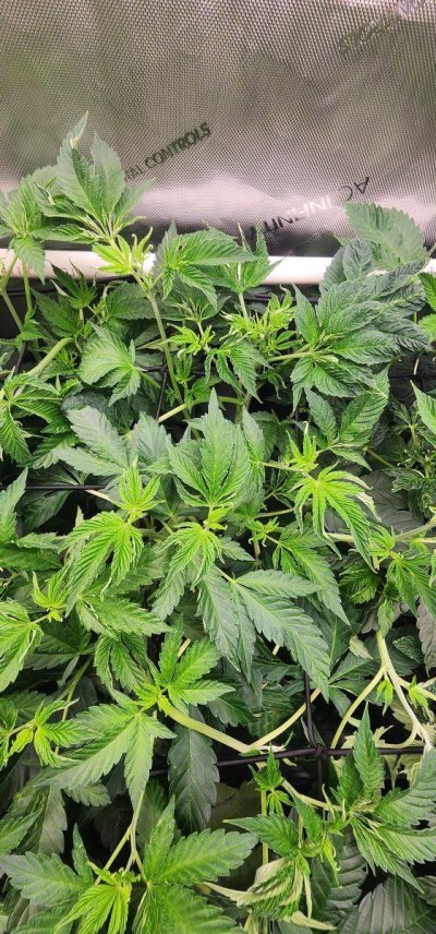 Plant 2 (Zittles).jpg