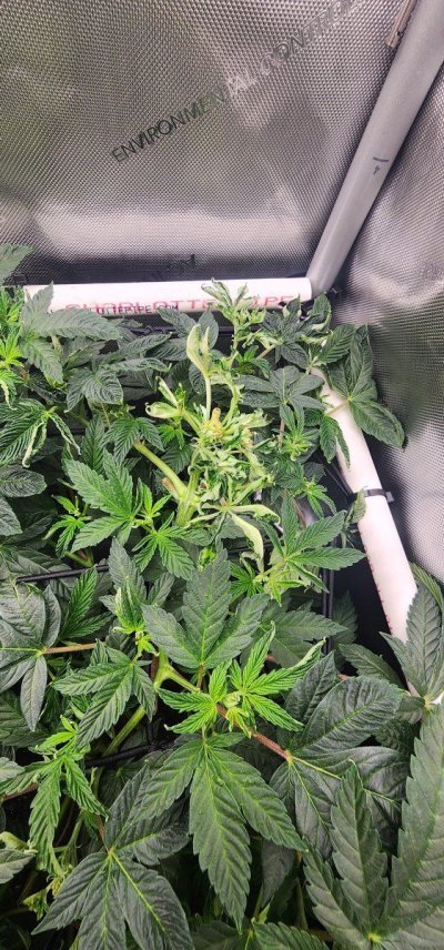 Master kush terminal bud.jpg