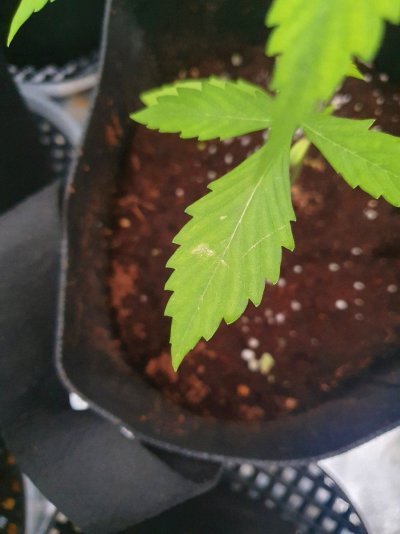 first-coco-grow-suspected-heat-stress-4.jpg