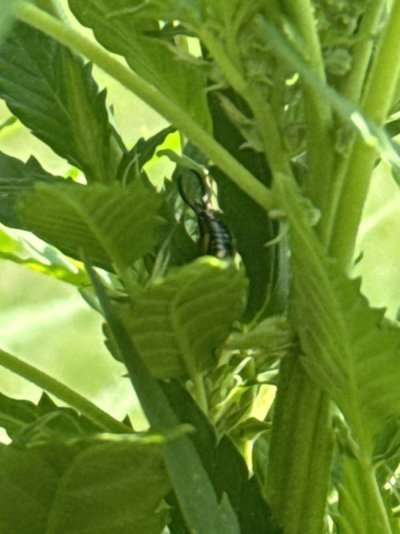 What is this bug on outdoor plant