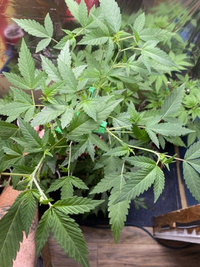 From Friends At The Farm