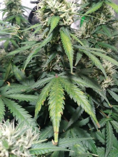Start Week 9 Day 56 Lower Plant2.jpg