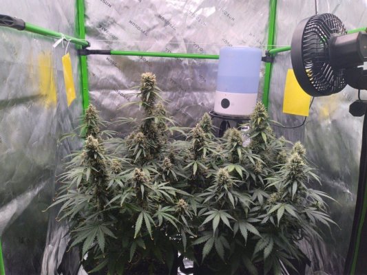 Start Week 9 Day 56 Both Plants Light On.jpg