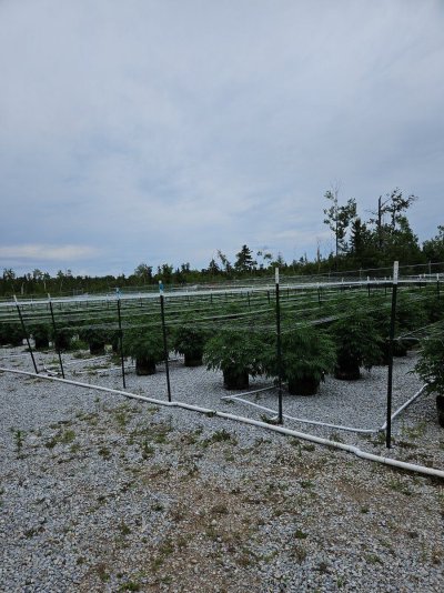Let's see your 2024 outdoor grow!!