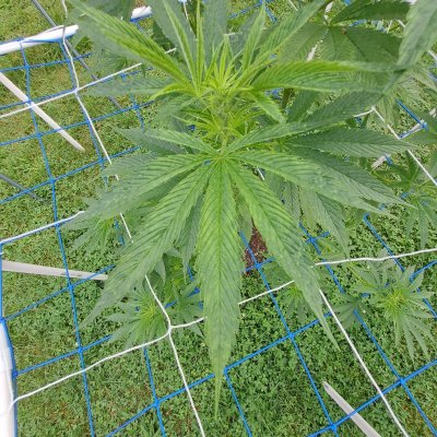 nute-deficiency---byt-which-one-please-please-help.jpg