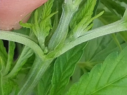 Need help identifying, it's been a while lol