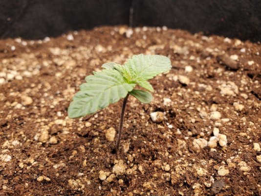 this-is-my-first-real-grow-6.jpg