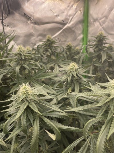 first-time-grow-2-weeks-into-flower-2.jpeg