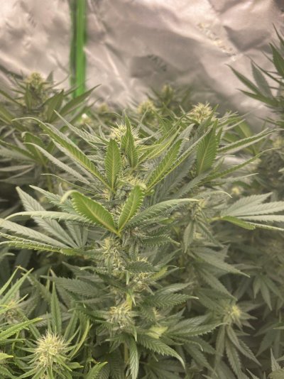 first-time-grow-2-weeks-into-flower-3.jpeg