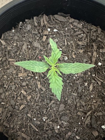 signs-the-plant-is-deficient.jpeg