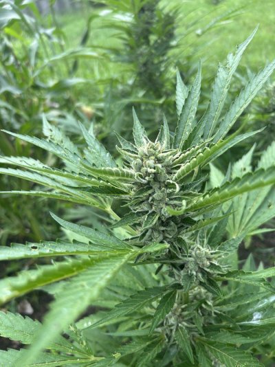 Outdoor grow in Southeast Michigan 2024