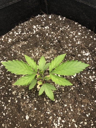 why-are-my-plants-starting-to-look-like-lettuce-2.jpg
