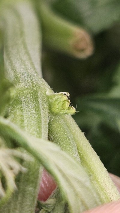 pistils-or-balls-orion-f1-5.jpg