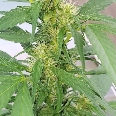 day-8-blueberry-og-greenhouse-grow-4.jpg