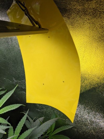 My gals is under little black flies attack and lack of vitality