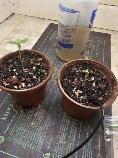 This one's starting a little weird.  Anyone seem this before?