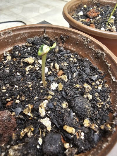 This one's starting a little weird.  Anyone seem this before?