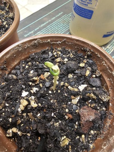 This one's starting a little weird.  Anyone seem this before?
