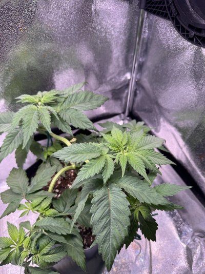 IMG_1479.jpeg