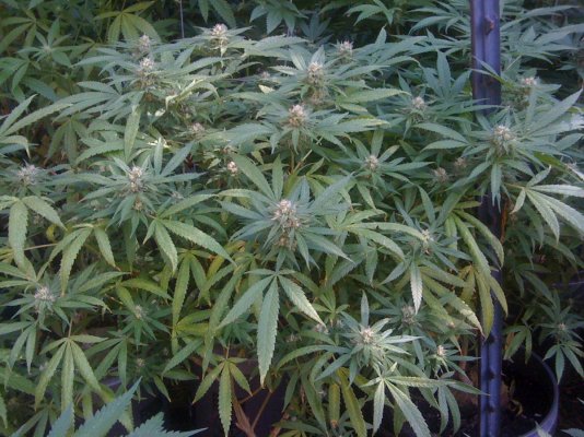 Mastergreens 3rd outdoor 8)