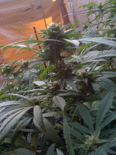 Mastergreens 3rd outdoor 8)