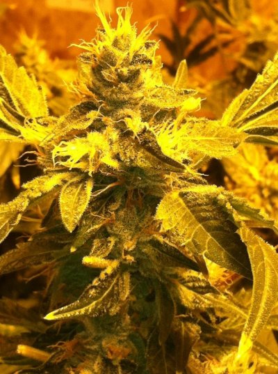 White Bubba DIY UC 1k 1 plant