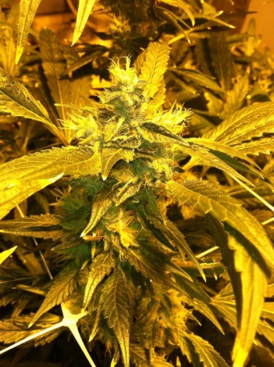 White Bubba DIY UC 1k 1 plant
