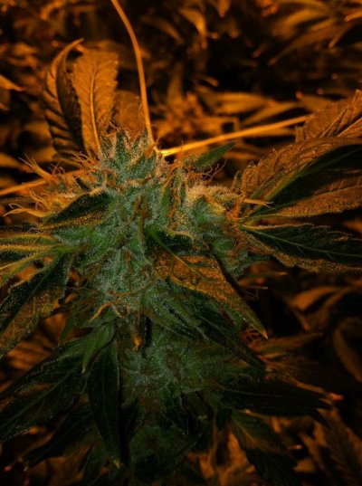 White Bubba DIY UC 1k 1 plant