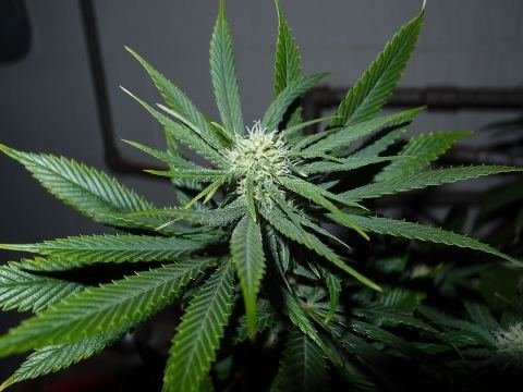 Dank Labs The Next Generation.