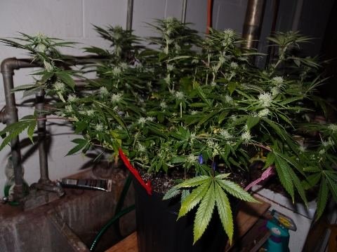 Dank Labs The Next Generation.