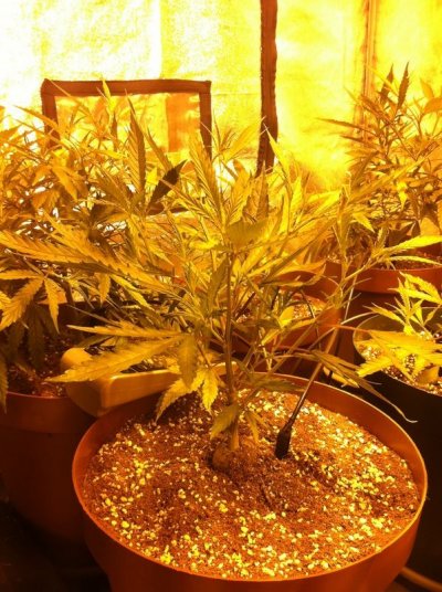SLH Aug 30 NUTE BURN (13).JPG