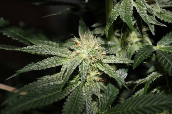 firealienkush2.JPG