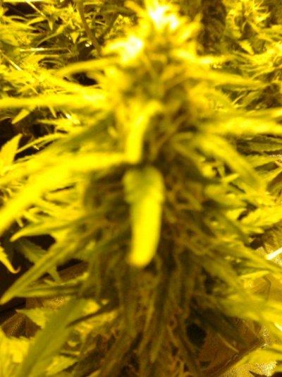 Scrog Updated Bloom 9-24-2011 012.jpg