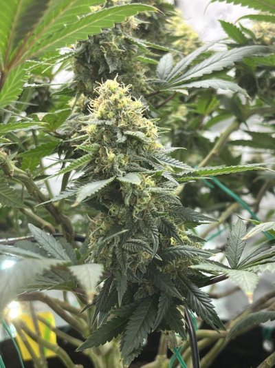 New to the site