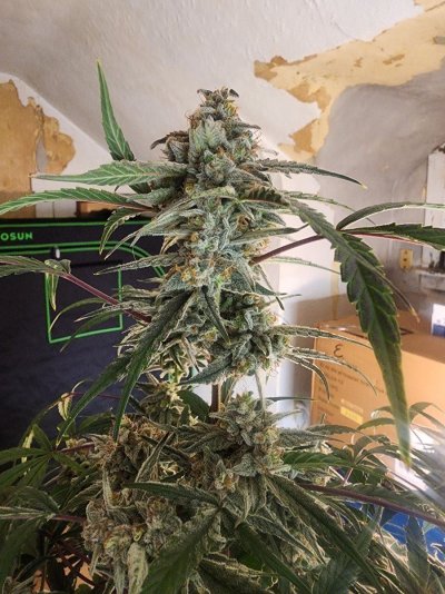 Get fat returns cloning autos