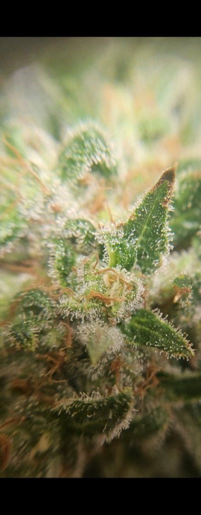 Wondering if i should harvest or wait?