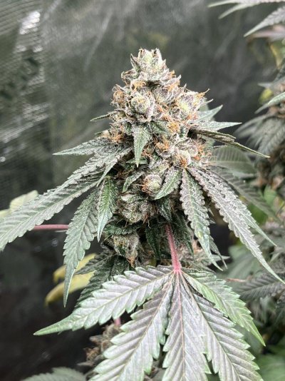 semi-new-grower-harvest-help-pls.jpeg