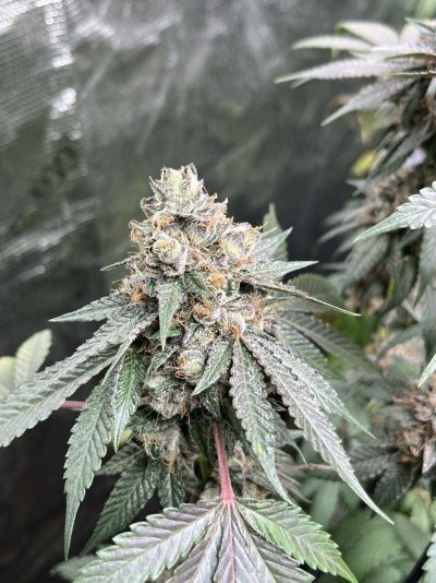semi-new-grower-harvest-help-pls-7.jpeg