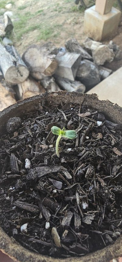 Does this Seedling look healthy?